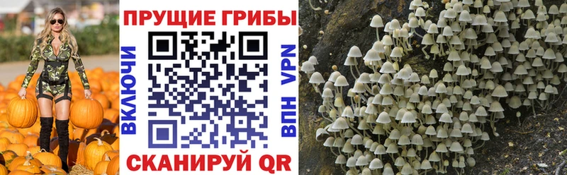 Псилоцибиновые грибы ЛСД  Александров 